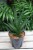 Sansevieria ‘Dark Lady’ – efektowna roślina doniczkowa o bardzo ciemnych, niemal czarnych liściach. Idealna do minimalistycznych i nowoczesnych wnętrz.