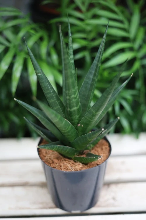 Sansevieria ‘Dark Lady’ – efektowna roślina doniczkowa o bardzo ciemnych, niemal czarnych liściach. Idealna do minimalistycznych i nowoczesnych wnętrz.