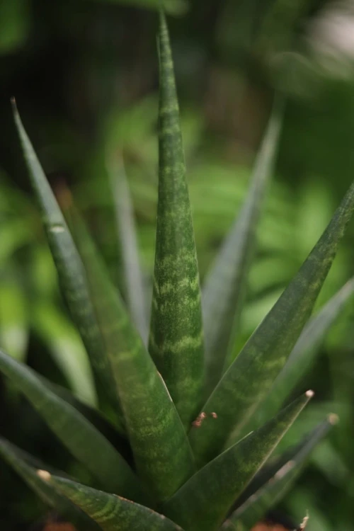 Zbliżenie liści Sansevieria ‘Dark Lady’ ukazujące głęboki, ciemnozielony kolor i sztywną, dekoracyjną strukturę. Roślina odporna i łatwa w pielęgnacji.