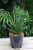 Sansevieria ‘Dark Lady’ w aranżacji wnętrza – stylowa roślina doniczkowa, która wprowadza do przestrzeni elegancję, kontrast i nowoczesny, luksusowy charakter.