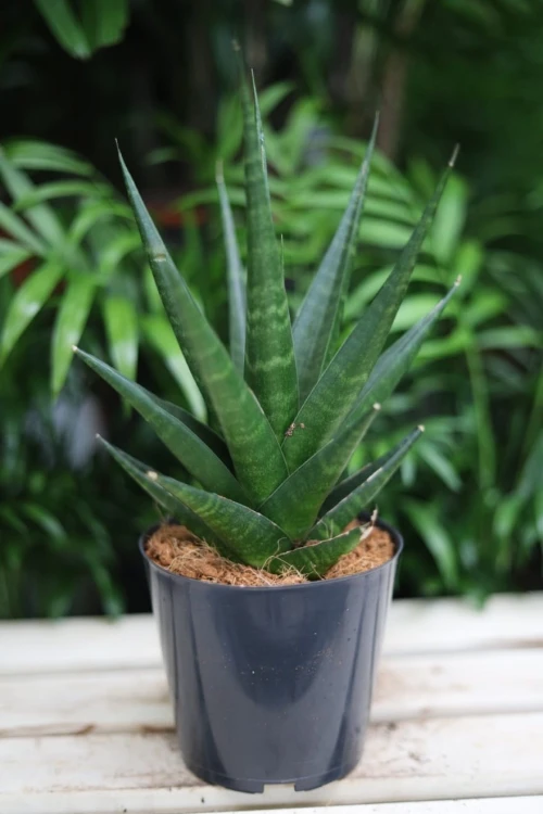 Sansevieria ‘Dark Lady’ w aranżacji wnętrza – stylowa roślina doniczkowa, która wprowadza do przestrzeni elegancję, kontrast i nowoczesny, luksusowy charakter.