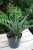 Sansevieria trifasciata ‘Megan’ – elegancka roślina doniczkowa o szerokich, zielonych liściach z subtelnym, naturalnym wzorem. Idealna do nowoczesnych wnętrz.
