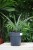 Sansevieria trifasciata ‘Megan’ w aranżacji wnętrza – minimalistyczna roślina doniczkowa, która wprowadza do przestrzeni świeżość, spokój i nowoczesny charakter.