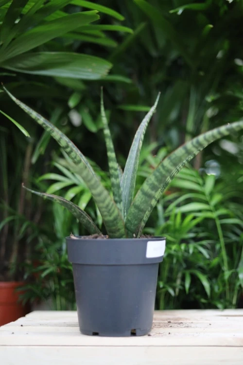 Sansevieria trifasciata ‘Megan’ w aranżacji wnętrza – minimalistyczna roślina doniczkowa, która wprowadza do przestrzeni świeżość, spokój i nowoczesny charakter.