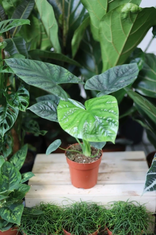 Alocasia ‘Lukiwan’ – efektowna roślina doniczkowa o dużych, strzałkowatych liściach i dekoracyjnym unerwieniu. Idealna do nowoczesnych wnętrz.