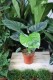 Alocasia ‘Lukiwan’ – efektowna roślina doniczkowa o dużych, strzałkowatych liściach i dekoracyjnym unerwieniu. Idealna do nowoczesnych wnętrz.