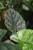 Zbliżenie liści Alocasia ‘Lukiwan’ ukazujące ich wyraźną strukturę, kontrastowe żyłkowanie i intensywną zieleń. Roślina o egzotycznym wyglądzie.