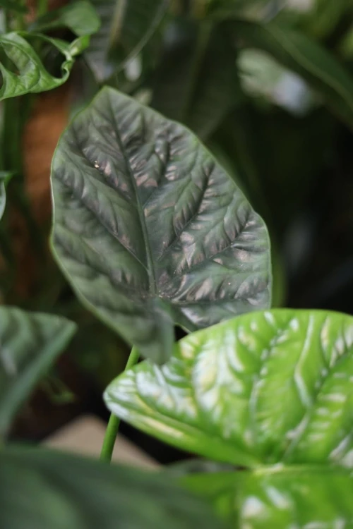 Zbliżenie liści Alocasia ‘Lukiwan’ ukazujące ich wyraźną strukturę, kontrastowe żyłkowanie i intensywną zieleń. Roślina o egzotycznym wyglądzie.