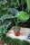 Alocasia ‘Lukiwan’ w aranżacji wnętrza – tropikalna roślina doniczkowa, która wprowadza do przestrzeni świeżość, naturalny akcent i elegancki klimat.