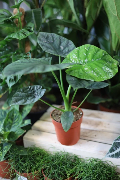 Alocasia ‘Lukiwan’ w aranżacji wnętrza – tropikalna roślina doniczkowa, która wprowadza do przestrzeni świeżość, naturalny akcent i elegancki klimat.