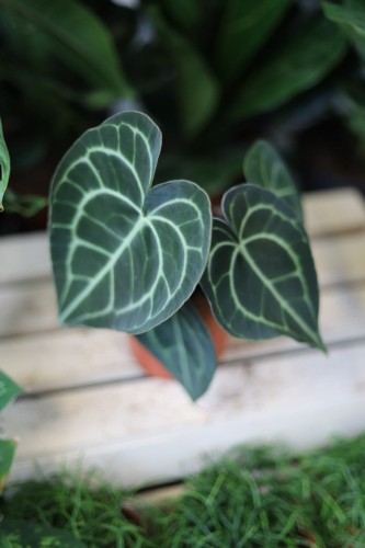 Anthurium clarinervium w aranżacji wnętrza – tropikalna roślina doniczkowa, która wprowadza do przestrzeni luksus, elegancję i egzotyczny klimat.