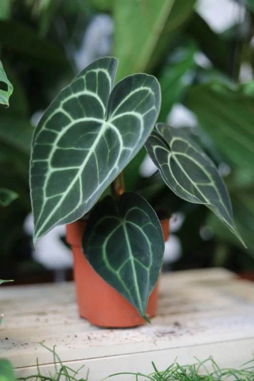 Anthurium clarinervium (Anturium)