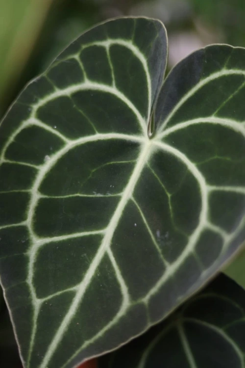 Zbliżenie liści Anthurium clarinervium ukazujące ich grubą, aksamitną strukturę i wyraźny, dekoracyjny rysunek nerwów. Roślina o kolekcjonerskim charakterze.