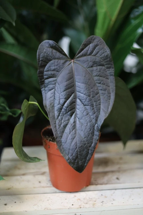 Anthurium ‘Queen of Hearts’ – efektowna roślina doniczkowa o dużych, sercowatych liściach z błyszczącą powierzchnią. Idealna do eleganckich wnętrz.