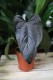 Anthurium ‘Queen of Hearts’ – efektowna roślina doniczkowa o dużych, sercowatych liściach z błyszczącą powierzchnią. Idealna do eleganckich wnętrz.