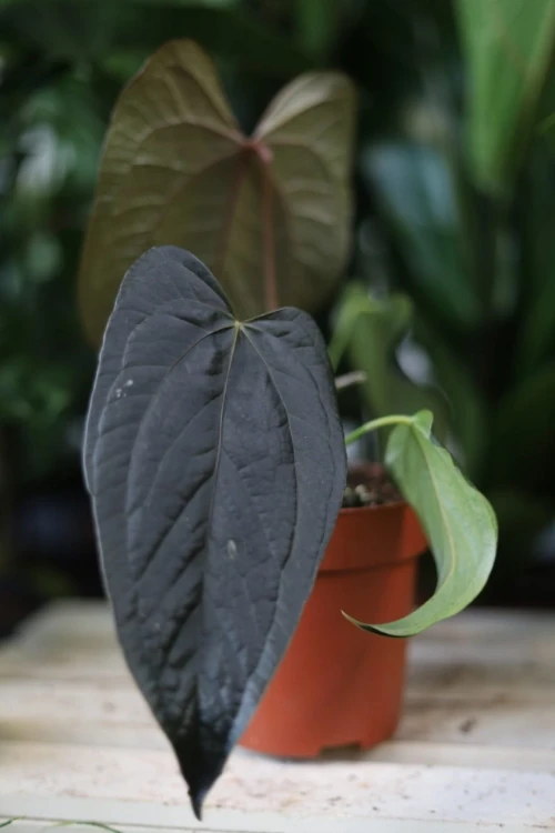 Anthurium ‘Queen of Hearts’ w aranżacji wnętrza – tropikalna roślina doniczkowa, która wprowadza do przestrzeni elegancję, świeżość i egzotyczny charakter.