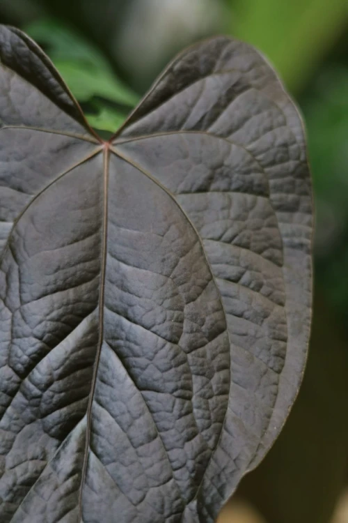 Zbliżenie liści Anthurium ‘Queen of Hearts’ ukazujące ich intensywną zieleń, połysk i dekoracyjną strukturę. Roślina o egzotycznym i luksusowym wyglądzie.