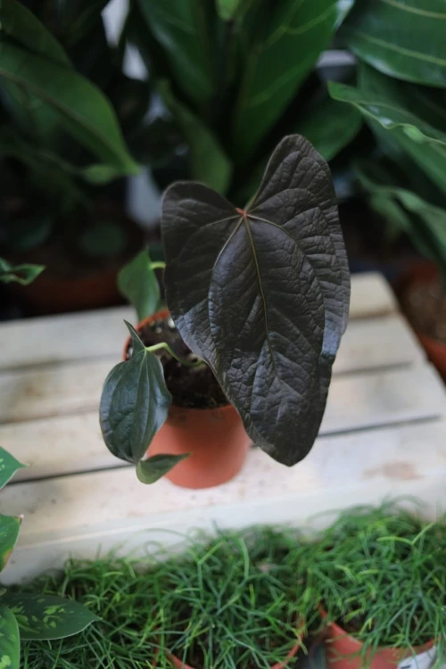 Anthurium Queen of hearts
