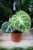 Anthurium ‘Silver Blush’ – dekoracyjna roślina doniczkowa o aksamitnych, zielonych liściach z delikatnym srebrzystym unerwieniem. Idealna do eleganckich wnętrz.