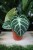Zbliżenie liści Anthurium ‘Silver Blush’ ukazujące ich miękką, aksamitną strukturę oraz subtelne, srebrzyste żyłkowanie. Roślina o kolekcjonerskim charakterze.