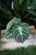 Anthurium ‘Silver Blush’ w aranżacji wnętrza – tropikalna roślina doniczkowa, która wprowadza do przestrzeni elegancję, świeżość i luksusowy, egzotyczny klimat.