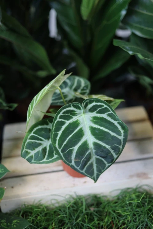 Anthurium ‘Silver Blush’ w aranżacji wnętrza – tropikalna roślina doniczkowa, która wprowadza do przestrzeni elegancję, świeżość i luksusowy, egzotyczny klimat.