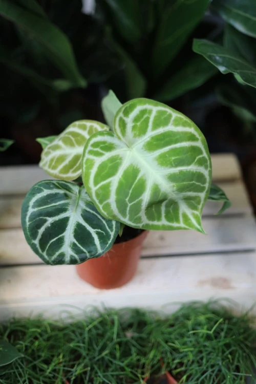 Anthurium Silver Blush