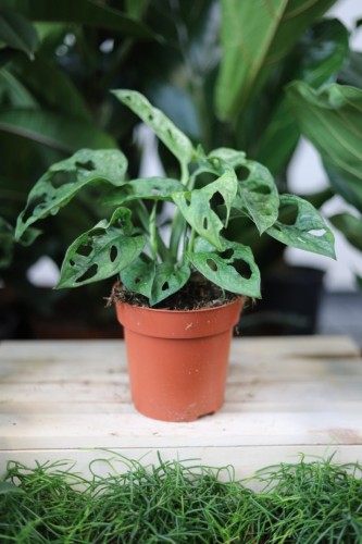 Monstera adansonii ‘Mint’ – kolekcjonerska roślina pnąca o jasnozielonych, miętowych liściach z charakterystycznymi dziurami. Idealna do nowoczesnych wnętrz.