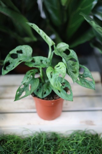 Monstera adansonii ‘Mint’ w aranżacji wnętrza – tropikalna roślina doniczkowa, która wprowadza do przestrzeni świeżość, lekkość i egzotyczny charakter.