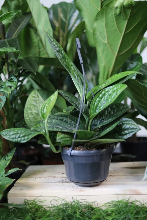 Epipremnum ‘Marble Planet’ w aranżacji wnętrza – tropikalna roślina doniczkowa, która wprowadza do przestrzeni naturalność, świeżość i egzotyczny akcent.