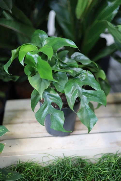 Monstera Minima (Rhaphidophora tetrasperma) – efektowna roślina pnąca o zielonych, głęboko powcinanych liściach. Idealna do wnętrz i podpór.