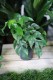 Monstera Minima (Rhaphidophora tetrasperma) – efektowna roślina pnąca o zielonych, głęboko powcinanych liściach. Idealna do wnętrz i podpór.
