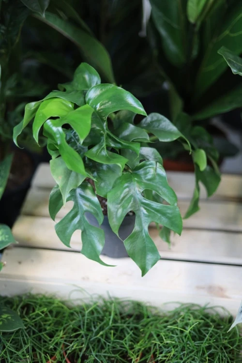 Monstera Minima w aranżacji wnętrza – tropikalna roślina doniczkowa, która wprowadza do przestrzeni świeżość, lekkość i egzotyczny klimat.