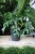 Monstera Minima