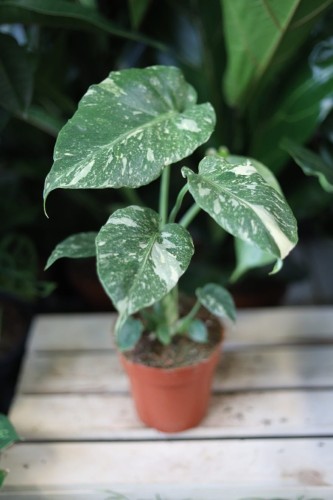 Monstera Thai Constellation (1).JPG