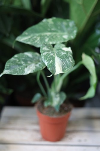 Monstera Thai Constellation (2).JPG