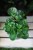 Peperomia obtusifolia (Peperomia tępolistna) (1).JPG