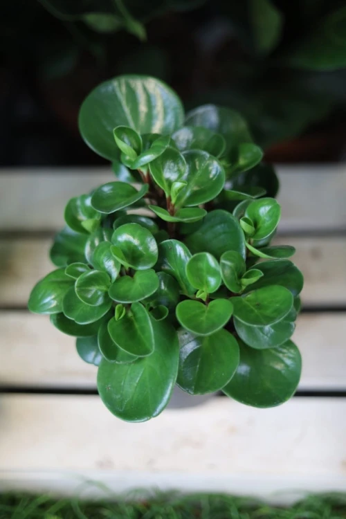 Peperomia obtusifolia (Peperomia tępolistna) (1).JPG