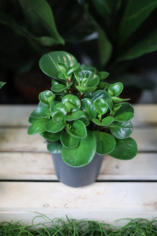 Peperomia obtusifolia (Peperomia tępolistna) (2).JPG