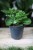 Peperomia obtusifolia (Peperomia tępolistna) (3).JPG