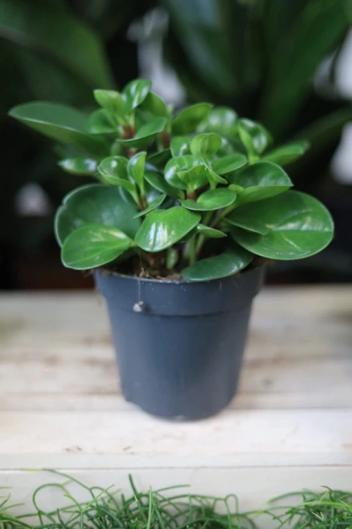Peperomia obtusifolia (Peperomia tępolistna) (3).JPG