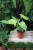 Philodendron bipennifolium 'Yellow Violin (1).JPG