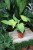 Philodendron bipennifolium 'Yellow Violin (2).JPG
