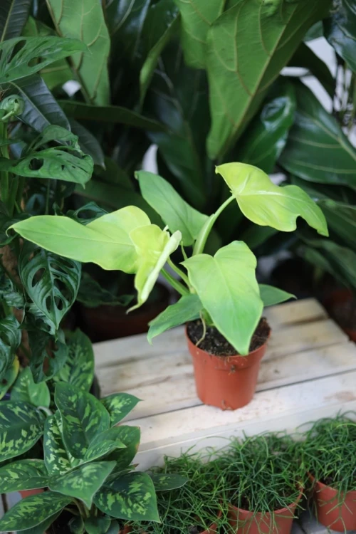 Philodendron bipennifolium 'Yellow Violin (2).JPG