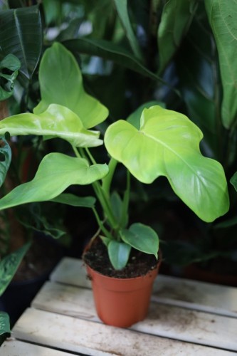 Philodendron bipennifolium 'Yellow Violin (3).JPG