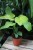 Philodendron bipennifolium 'Yellow Violin (3).JPG