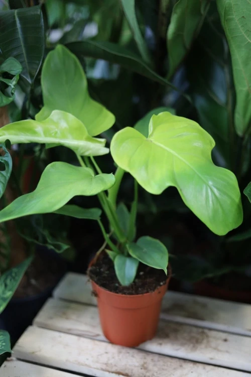 Philodendron bipennifolium 'Yellow Violin (3).JPG