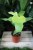 Philodendron bipennifolium 'Yellow Violin (4).JPG