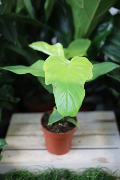 Philodendron bipennifolium 'Yellow Violin (4).JPG