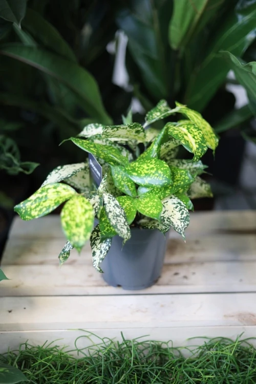 Dracaena ‘Florida Beauty’ – efektowna roślina doniczkowa o zielonych liściach z kremowo-żółtymi, dekoracyjnymi cętkami. Idealna do nowoczesnych wnętrz.